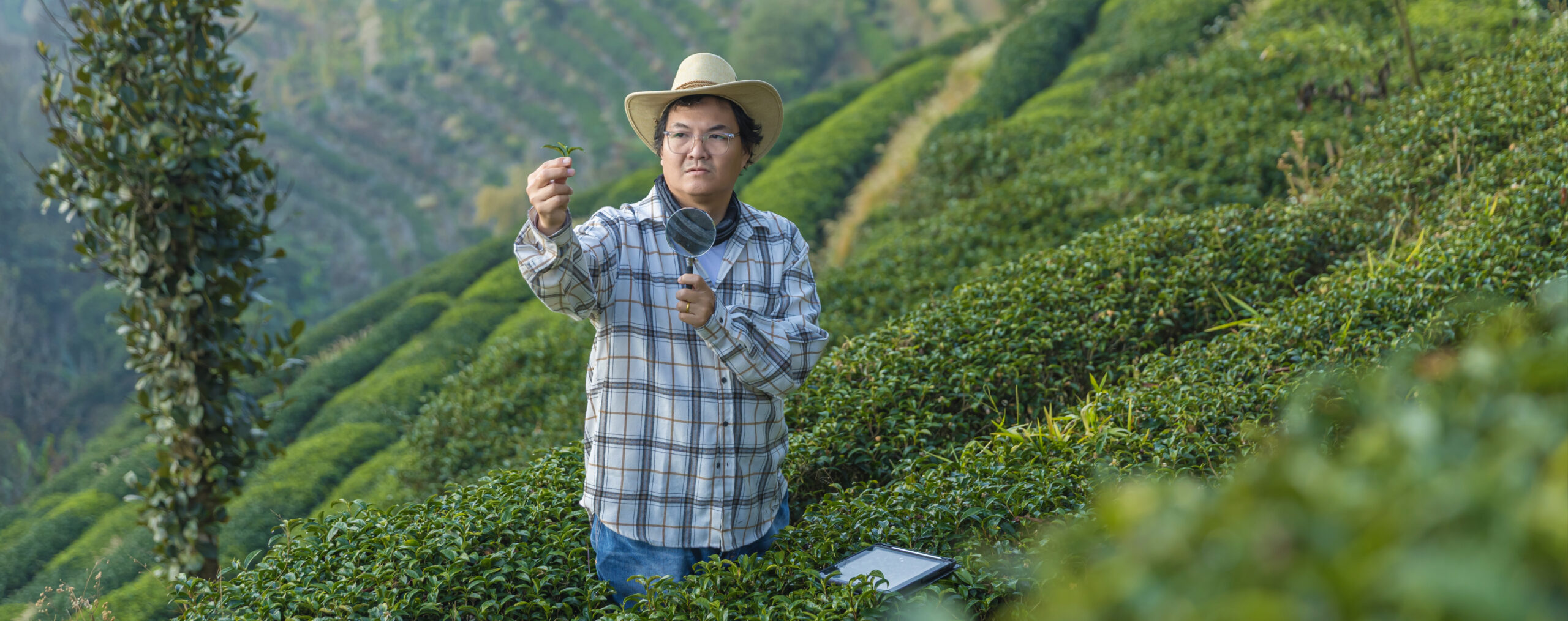 Unlocking the Potential: The Benefits of Specialized ERP Systems for Tea, Coffee, and Cardamom Plantations